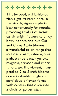 Old Fashioned Cut & Come Again Zinnia Flower Seeds Renee's Garden