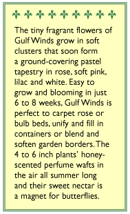 Honeyscented Gulf Winds Alyssum Flower Seed Mix Renee's Garden