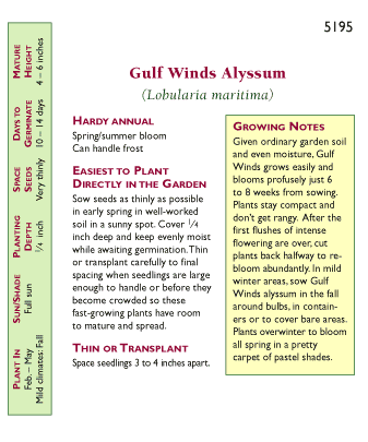  Renee's Garden Alyssum Honeyscented Gulf Winds Mix Flower Seed & Bulbs
