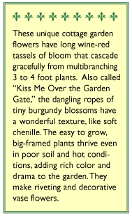 Love Lies Bleeding Amaranth Flower Seeds Renee's Garden