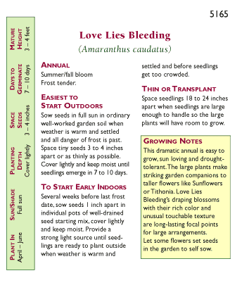 Love Lies Bleeding Amaranth Flower Seeds Renee's Garden