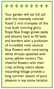 Blue Ensign Bush Morning Glory Flower Seeds Renee's Garden