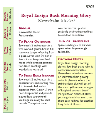 Blue Ensign Bush Morning Glory Flower Seeds Renee's Garden