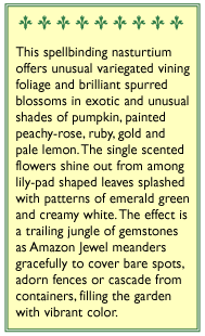Amazon Jewel Climbing Nasturtium Flower Seeds Renee's Garden