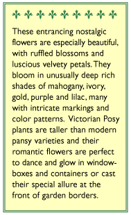 Victorian Posy Pansy Flower Seeds Renee's Garden