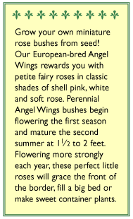 Angel Wings Miniature Rose Flower Seeds Renee's Garden