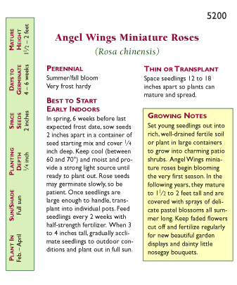 Renee's Garden Rose Miniature Angel Wings - Grow Organic Renee's Garden Rose Miniature Angel Wings Flower Seed & Bulbs