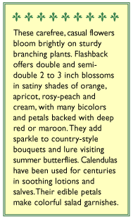 Flashback Butterfly Calendula Flower Seeds Renee's Garden