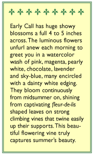 Early Call Morning Glory Flower Seeds Renee's Garden