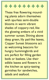 Copper Sunset Mounding Nasturtium Flower Seeds Renee's Garden