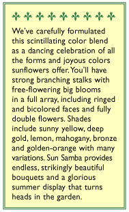 Sun Samba Ornamental Sunflower Flower Seeds Renee's Garden