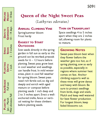 Renee's Garden Sweet Pea Queen of the Night (Heirloom) Renee's Garden Sweet Pea Queen of the Night (Heirloom) Flower Seed & Bulbs