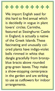 Pride of Gibraltar Cerinthe Flower Seeds - Grow Organic