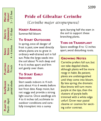 Pride of Gibraltar Cerinthe Flower Seeds Renee's Garden