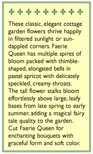 Apricot Faerie Queen Foxglove Flower Seeds Renee's Garden
