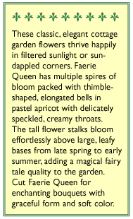 Renee's Garden Foxglove Apricot Faerie Queen (Heirloom) Renee's Garden Foxglove Apricot Faerie Queen (Heirloom) Flower Seed & Bulbs
