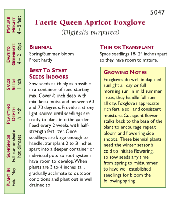 Apricot Faerie Queen Foxglove Flower Seeds Renee's Garden