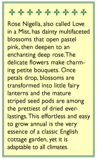 Renee's Garden Nigella Love In A Mist Mulberry Rose Renee's Garden Nigella Love In A Mist Mulberry Rose Flower Seed & Bulbs