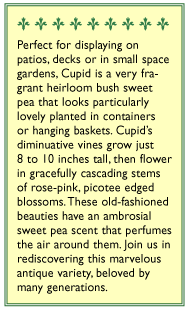 Cupid Windowbox Sweet Pea Flower Seeds Renee's Garden