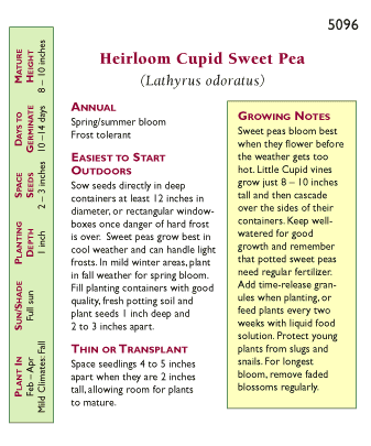 Renee's Garden Windowbox Sweet Pea Cupid (Heirloom) Renee's Garden Windowbox Sweet Pea Cupid (Heirloom) Flower Seed & Bulbs