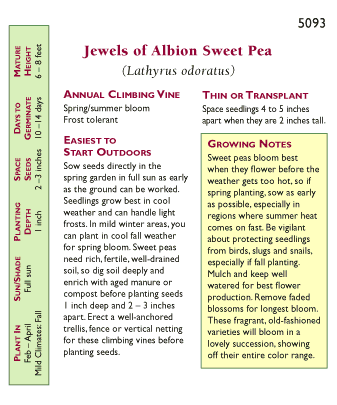 Jewels of Albion Antique Sweet Pea Flower Seeds Renee's Garden