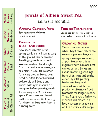 Renee's Garden Sweet Pea Antique Jewels of Albion Renee's Garden Sweet Pea Antique Jewels of Albion Flower Seed & Bulbs