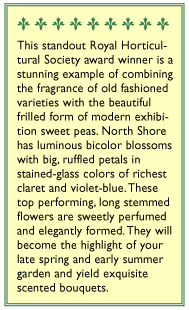 North Shore Sweet Pea Flower Seeds Renee's Garden