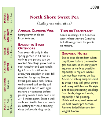 North Shore Sweet Pea Flower Seeds Renee's Garden