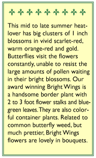 Renee's Garden Asclepias Butterfly Milkweed Bright Wings Renee's Garden Asclepias Butterfly Milkweed Bright Wings Flower Seed & Bulbs