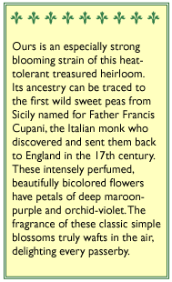 Cupani's Original Sweet Pea Flower Seeds Renee's Garden