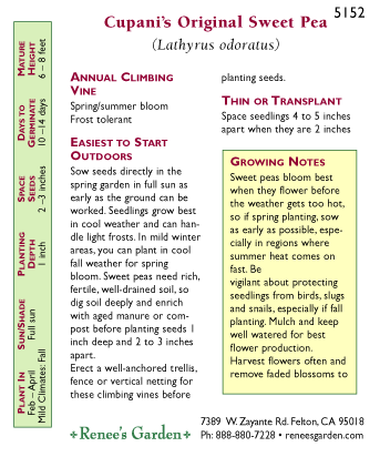 Cupani's Original Sweet Pea Flower Seeds Renee's Garden