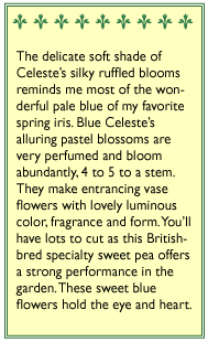 Blue Celeste Exhibition Sweet Pea Flower Seeds Renee's Garden