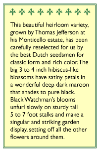 Black Watchman Old Fashioned Hollyhock Flower Seeds Renee's Garden