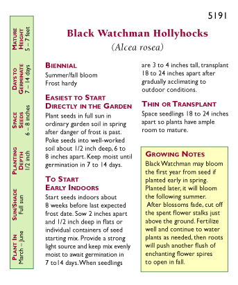 Black Watchman Old Fashioned Hollyhock Flower Seeds Renee's Garden