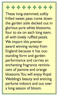 Royal Wedding Sweet Pea Flower Seeds Renee's Garden