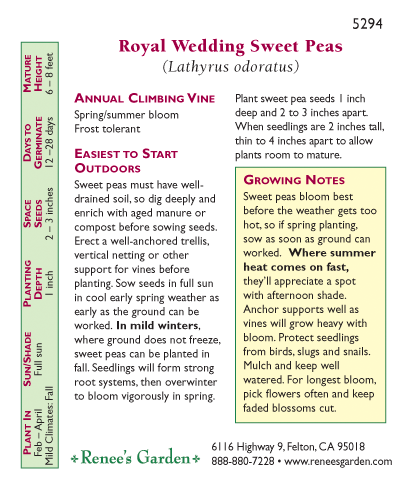 Renee's Garden Sweet Pea Royal Wedding - Grow Organic Renee's Garden Sweet Pea Royal Wedding Flower Seed & Bulbs