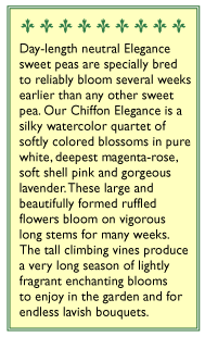 Chiffon Elegance Sweet Pea Flower Seeds Renee's Garden