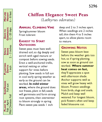 Chiffon Elegance Sweet Pea Flower Seeds Renee's Garden