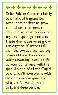 Cupid Color Palette Windowbox Sweet Pea Flower Seeds Renee's Garden