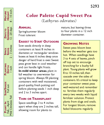 Cupid Color Palette Windowbox Sweet Pea Flower Seeds Renee's Garden