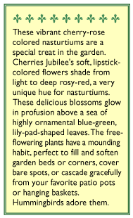Cherries Jubilee Mounding Nasturtium Flower Seeds Renee's Garden