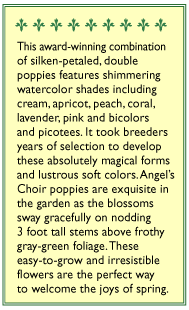 Shirley Poppy Angel's Choir Flower Seeds Renee's Garden