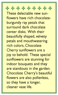 Chocolate Cherry Ornamental Sunflower Flower Seeds Renee's Garden