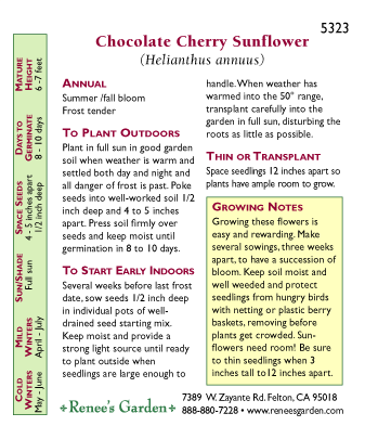 Chocolate Cherry Ornamental Sunflower Flower Seeds Renee's Garden