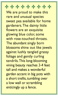 Electric Blue Sweet Pea Flower Seeds Renee's Garden
