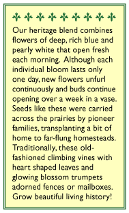 Mailbox Morning Glory Flower Seed Mix Renee's Garden