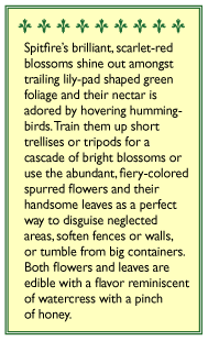 Spitfire Climbing Nasturtium Flower Seeds Renee's Garden