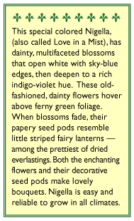 Persian Violet Love In A Mist Nigella Flower Seeds Renee's Garden