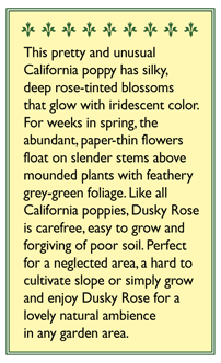 Dusky Rose California Poppy Flower Seeds Renee's Garden