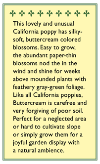 Buttercream California Poppy Flower Seeds Renee's Garden